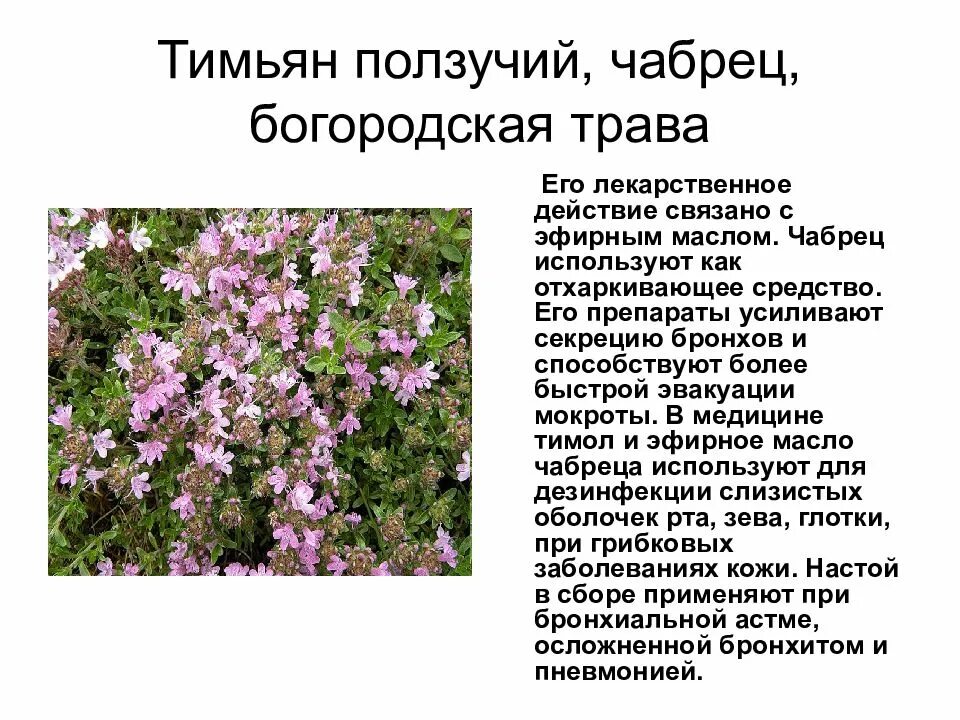 Чабрец трава для чего применяется взрослым. Тимьян лекарственное растение. чабрец тимьян ползучий описание. богородская трава и чабрец лечебные свойства. чабрец лекарственный описание.