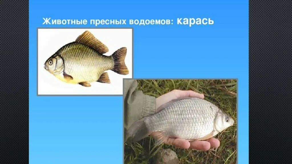 Обитатели пресных водоемов 4 класс. Пресноводный водоем и его обитатели. Растения и животные пресных вод. Обитатели пресных водоемов. Обитатели пресных вод.