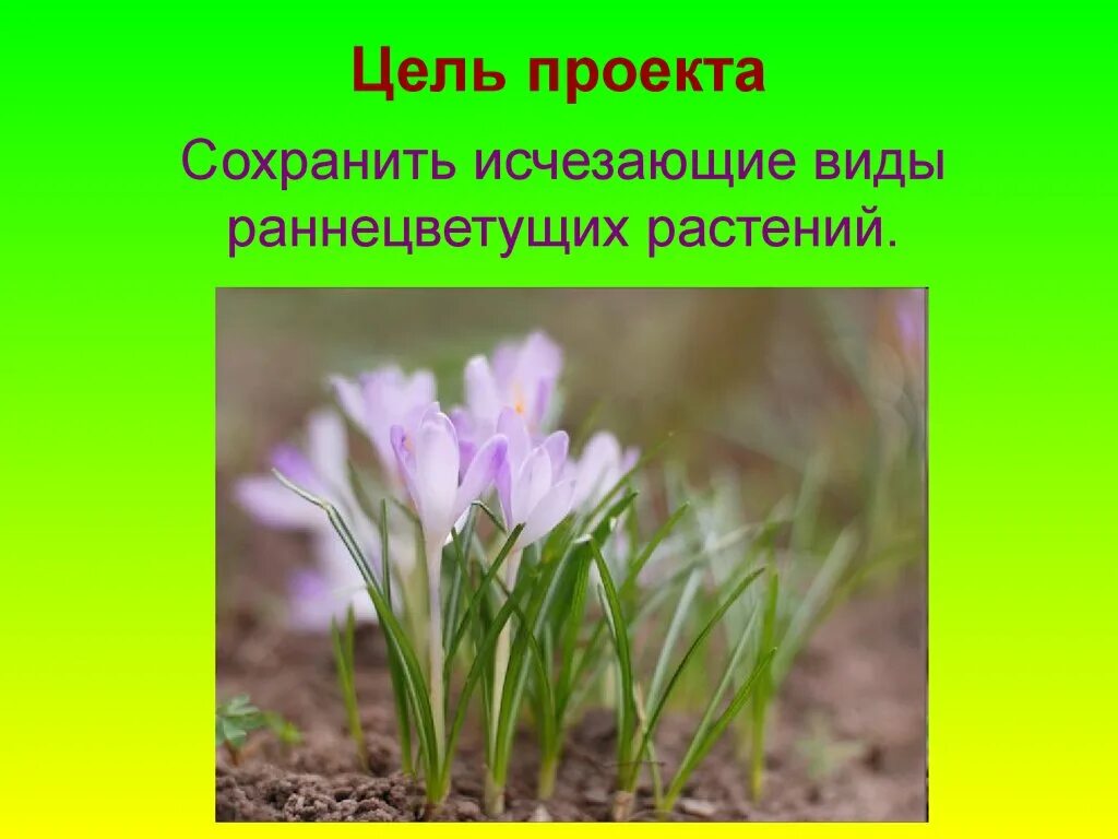 Первоцветы и раннецветущие. Раннецветущие весенние цветы. Названия раннецветущих растений весной. Раннецветущая трава. К чему нетребовательны раннецветущие растения