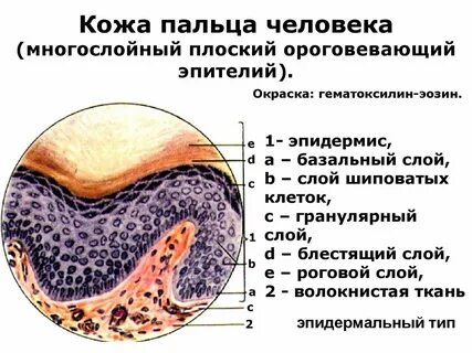 Многослойный эпителий кожи