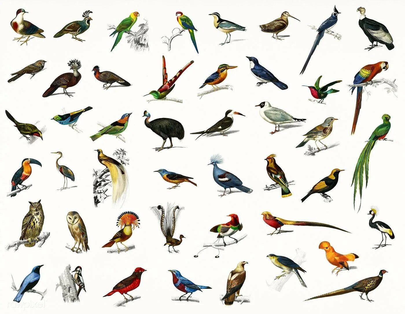 Какой тип птицы. Виды птиц. different types of birds. птицы азии для детей. different kinds of birds.