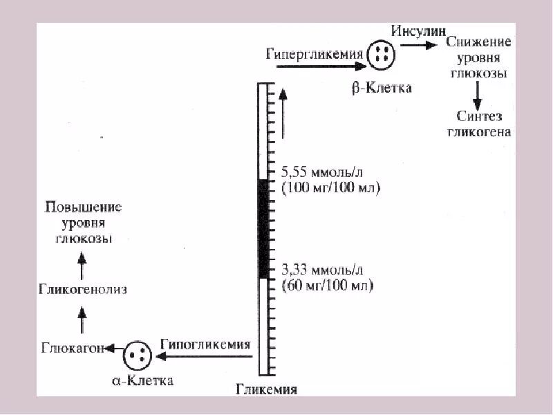 Транспорт глюкозы кровью. Синтез инсулина в бета клетках. Поддержание постоянного уровня Глюкозы в крови биохимия. Снижение уровня инсулина. Гипергликемия биохимия механизм.