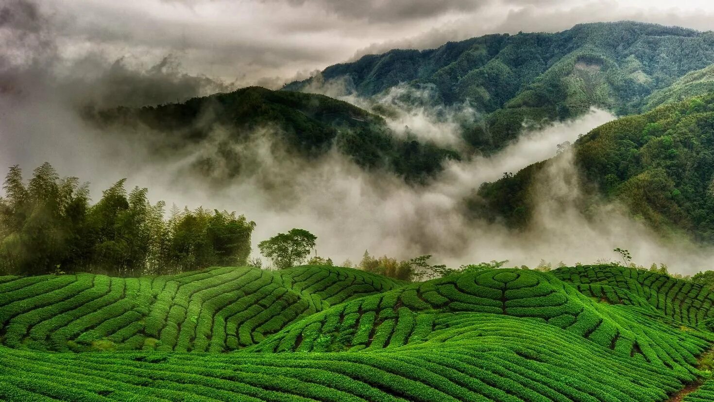 Виды плантаций. Алишань плантации Тайвань. Шри Ланка чайные плантации. Чайные плантации горы Уишань. Горы чайные плантации Шри Ланка.