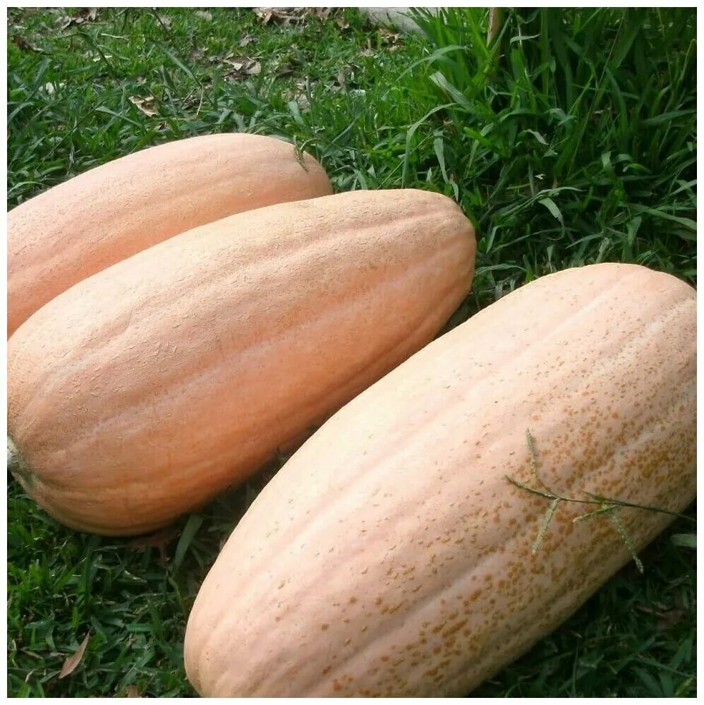 тыква сорт банан. тыква крупноплодная "розовая торпеда". пинк джамбо тыква. пинк джамбо тыква. тыква банан.