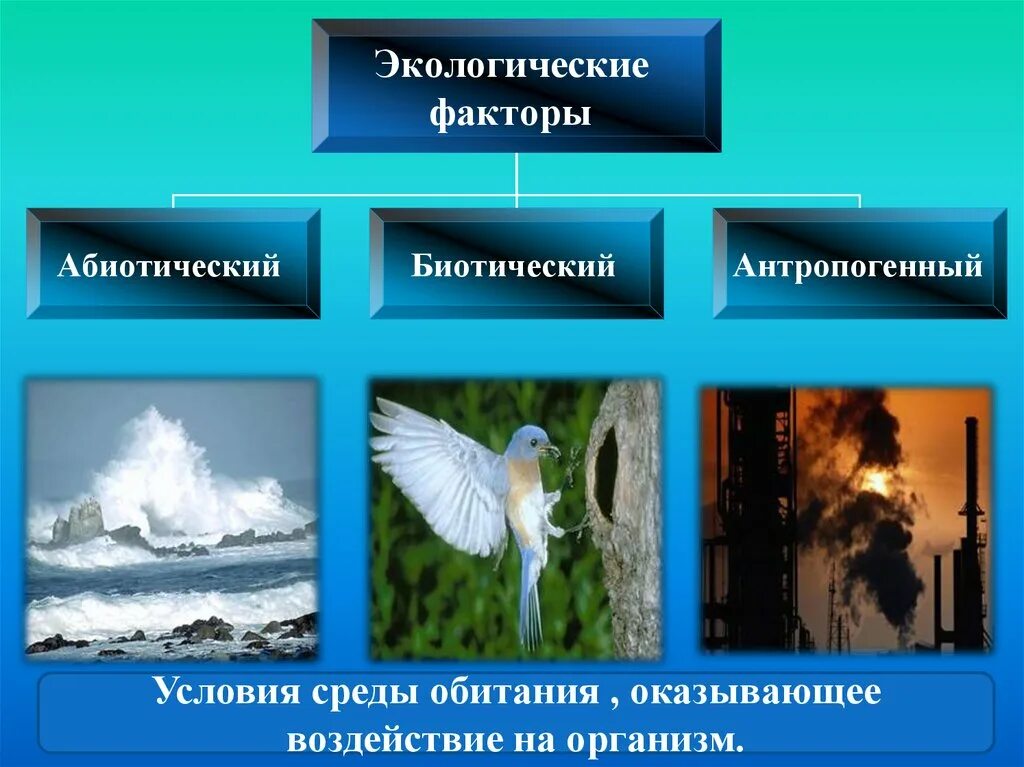 Экологические факторы и условия среды. Среды жизни и экологические факторы. Экологические факторы картинки. Абиотические и биотические факторы.