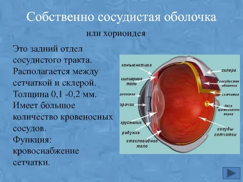 Подобранные оболочки. Строение сосудистой оболочки. Сосудистая оболочка глаза анатомия. Хориоидея глаза анатомия. Строение сосудистой оболочки глаза.