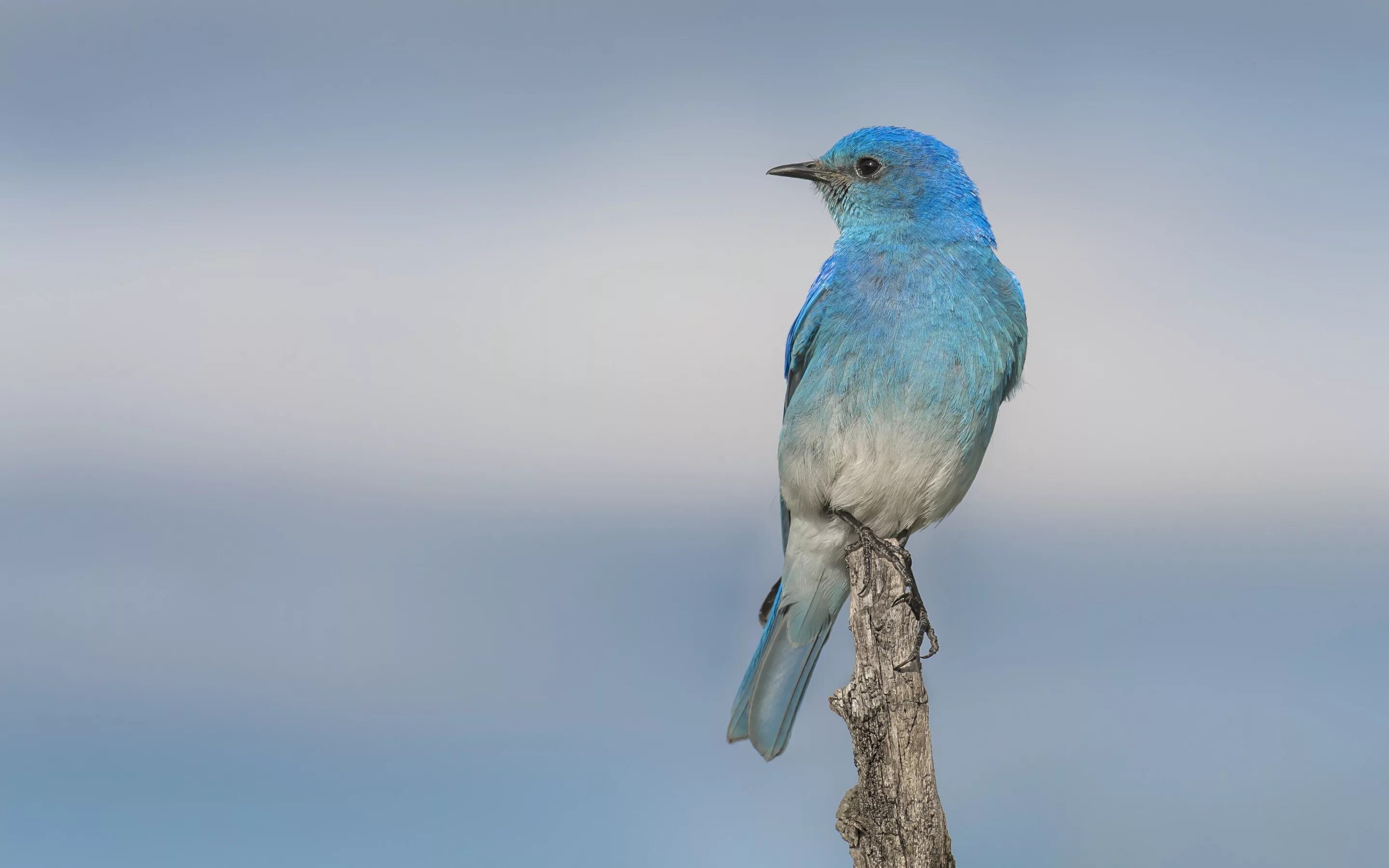 Ну голубой. Голубая птичка. Птицы на голубом фоне. Светло-голубая птичка. Голубая птица на голубом фоне.