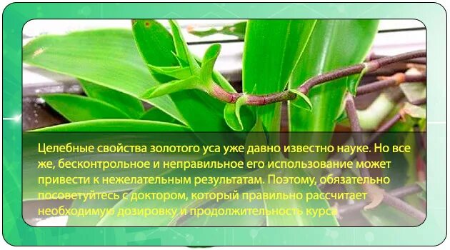 Золотой ус лечебные применение. Золотой ус растение. лист золотого уса. цветок золотой ус лечебные. золотой ус лечебные свойства.