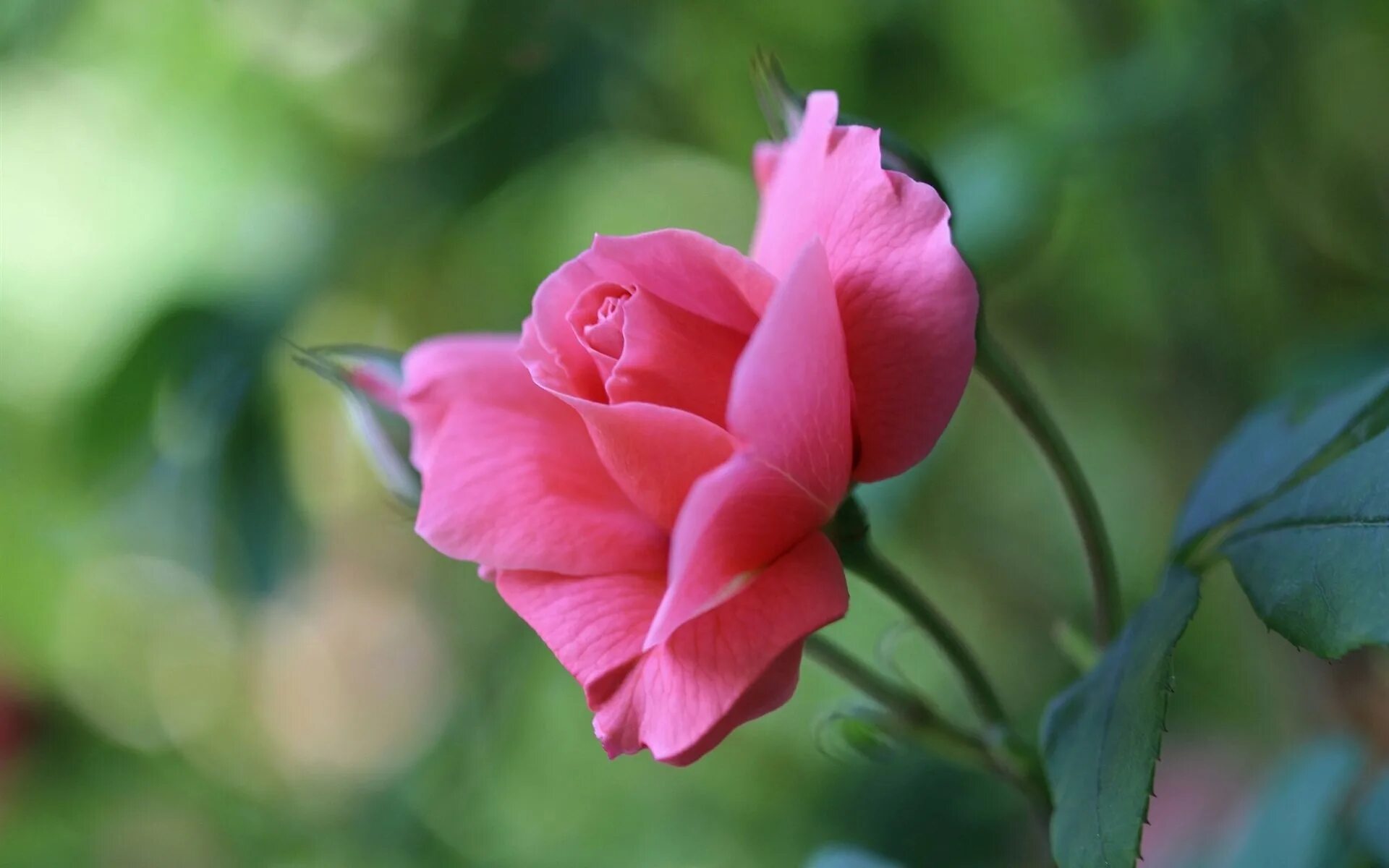 Розовые розы. Розовый бутон. Бутон розовой розы