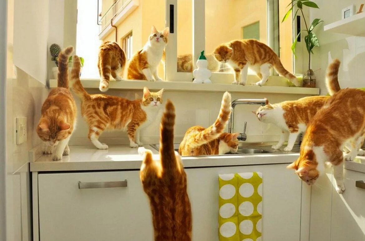 Cats kitchen. Кошка на кухне. Котенок на кухне. Котик на кухне. Смешные коты на кухне.