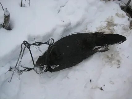 Бобр как поймать