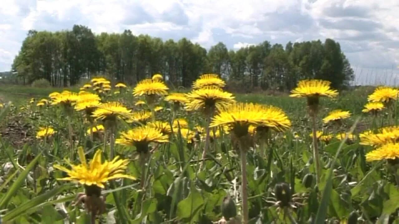 Туганьяк татарская слушать. Туган як фото. Туган як родной край. Фон туган як. Край родной клип на татарском.