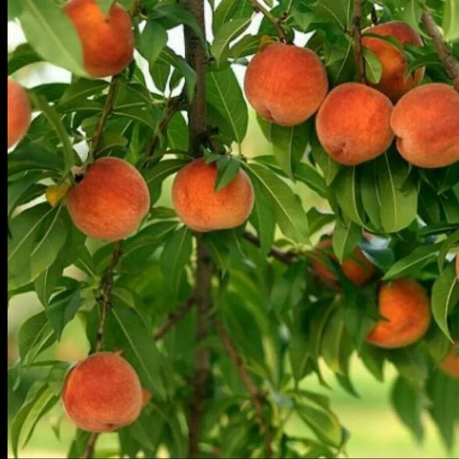 Персик Тотем садовода колоновидный. Персик Кремлевский дерево. Саженцы персика Кремлевский. Персик символ здоровья.