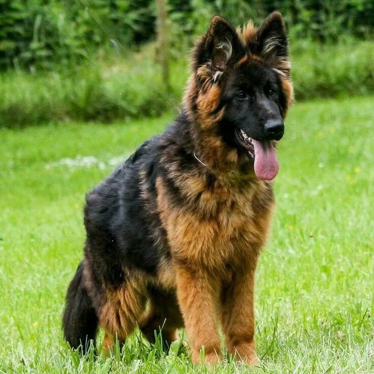 Pin on Pastor Alemão German shepherd dogs, Shepherd dog, German shepherd puppies