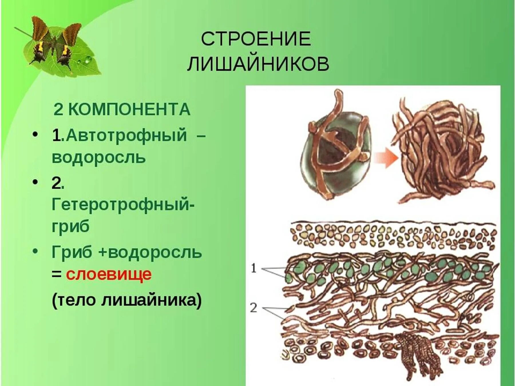 Лишайник урок. Лишайники 5 класс биология. Строение лишайников 5 класс биология. Строение лишайников. Строение тела лишайников.