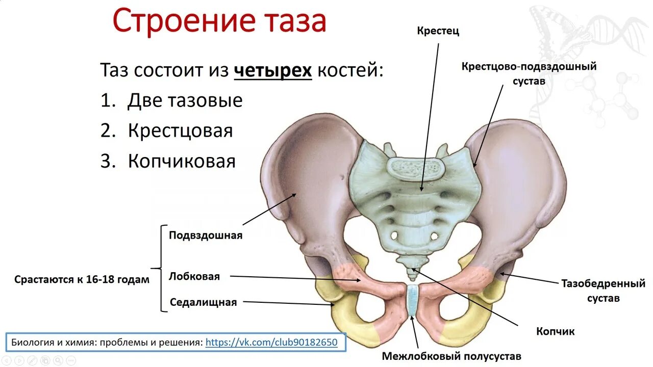 Кости таза строение анатомия. Строение тазовой кости человека. Тазовая кость человека строение. Кости малого таза женщины анатомия.