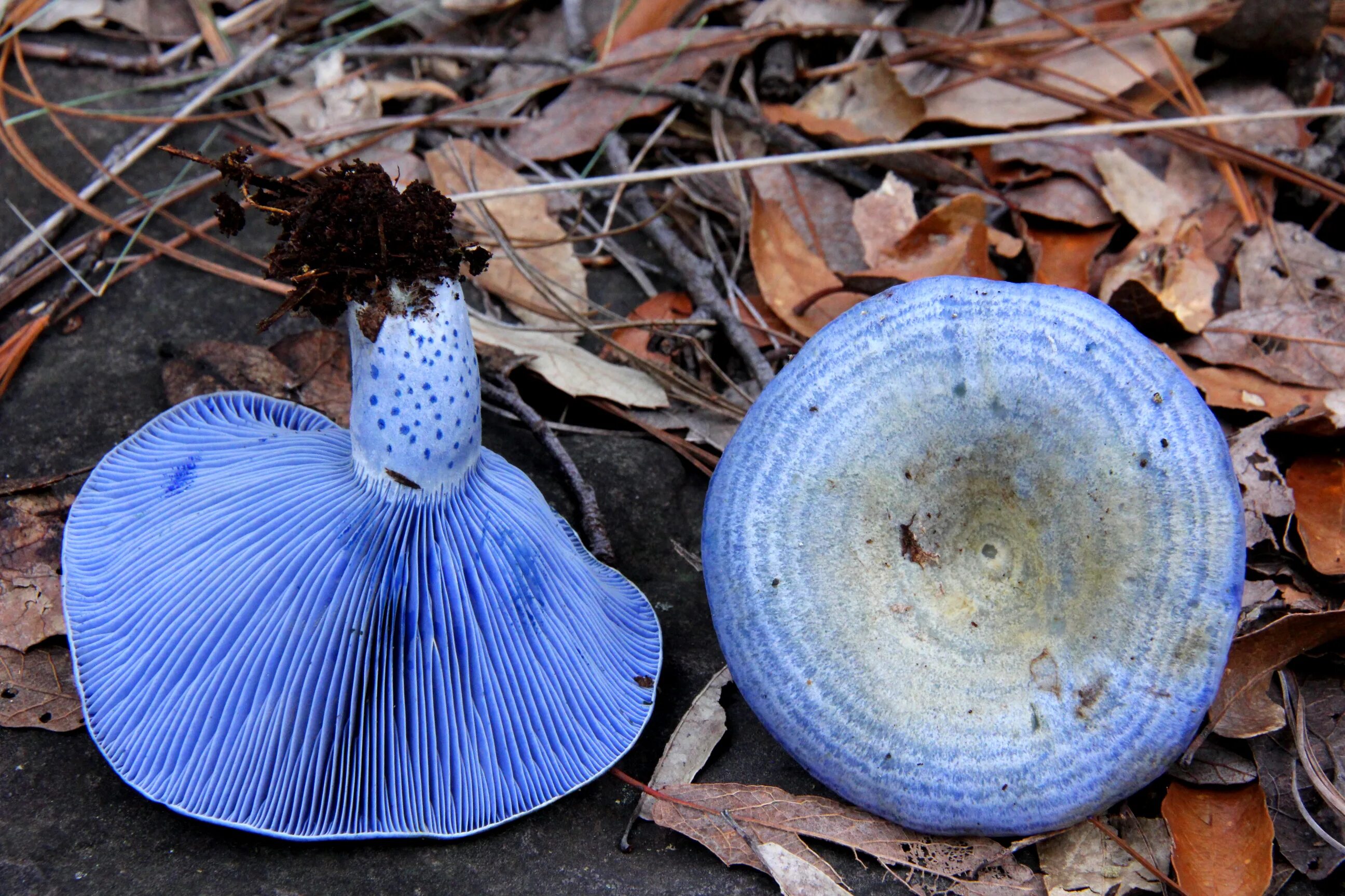 Живой синий гриб. Млечник голубой гриб. Млечник индиго. Млечник Рыжик гриб. Гриб Энтолома голубая.