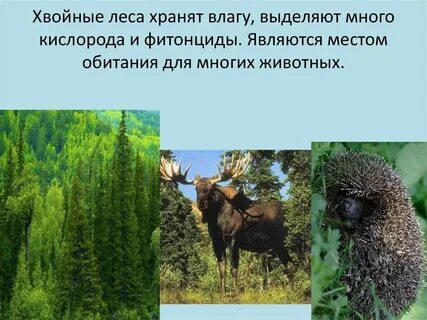 Хвойные леса выделяют