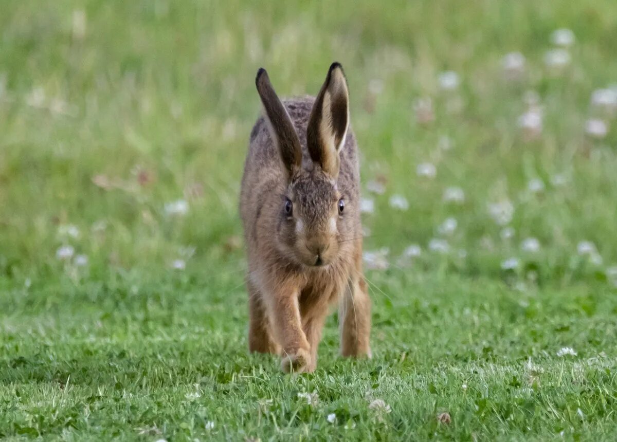 Ракитниковый заяц. Зайцы фас. Заяц русак уши. Заяц тумак. Зайцы фас.