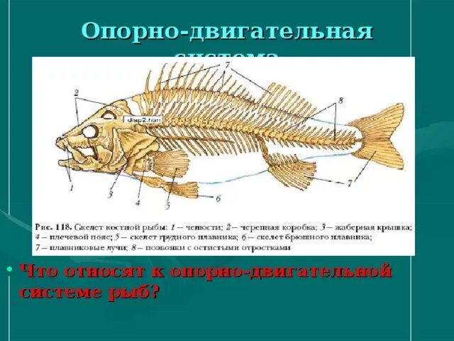 Внутреннее строение рыб опорно двигательная система. Опорно двигательная система рыб 7. Опорно двигательная система рыб 7 класс биология таблица. Опорно двигательная система рыб 7 класс биология.