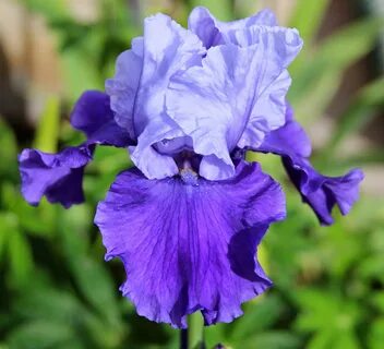 Bzigo iris