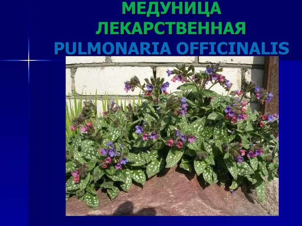 Медуница лекарственная для чего. Медуница лекарственная препараты. медуница волгоград. медуница аптека. целебные свойства медуницы.