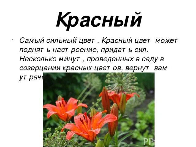 Самый сильный цвет. Какой цвет самый сильный. По значению сильные цветы. Сколько тон может поднять цветок.