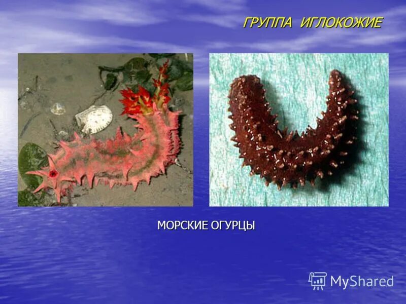 Трепанга группа 2012. Трепанга группа. Тип иглокожие класс голотурии. Группа трепанга. Дальневосточный трепанг.