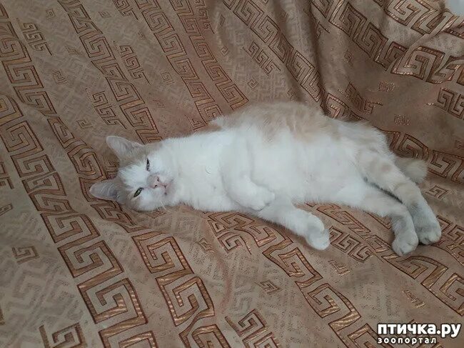 Липома у кошек - симптомы, причины и способы лечения