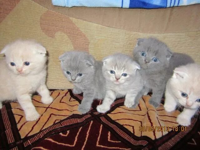 Отдам персидских котят. Персидские котята ставрополь. Авито кошки ставропольский. Сибирская трехшерстная кошка. Авито кошки ставропольский.