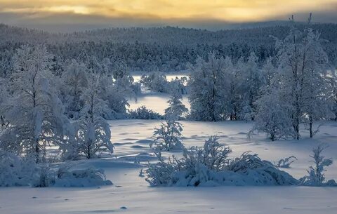 Snow d