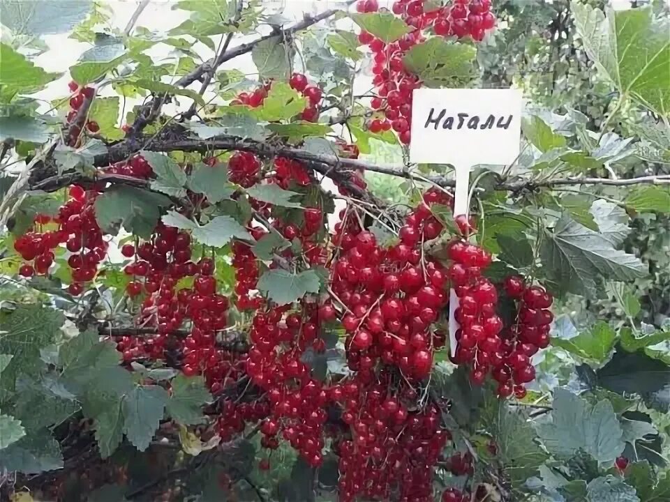 Саженцы смородина красная Поиск Натали 8905 1 шт. - купить в Imperial Garden, це
