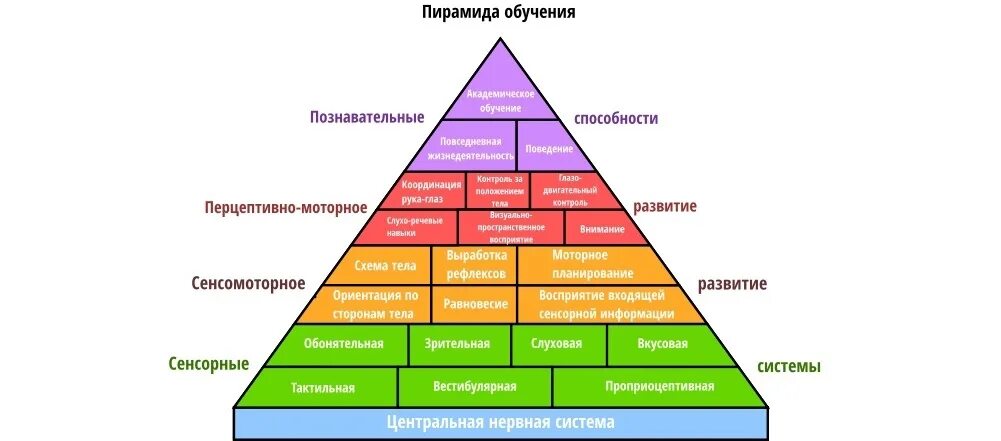 Вильямс и Шелленбергер пирамида. Пирамида развития ребенка Вильямс и Шелленбергер. Пирамида Вильямса Шелленберга по возрастам. Пирамида обучения Вильямс и Шелленбергер описание. Развитые когнитивные способности