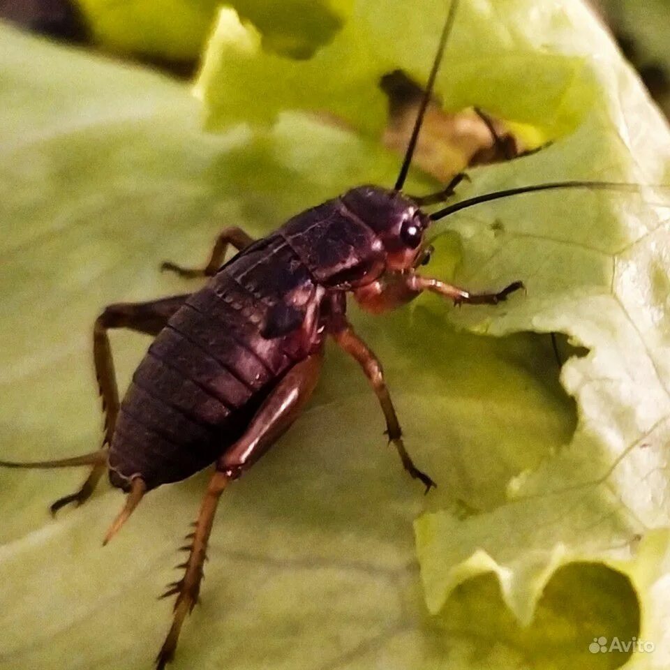 Гриллус велетис. Двупятнистый сверчок. Двупятнистый сверчок. Сверчки имаго. Двупятнистый сверчок.