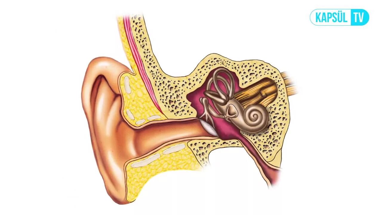 Строение уха человека отит. Строение уха человека молоточек. Строение уха отит среднего уха. В среднем ухе расположены 3