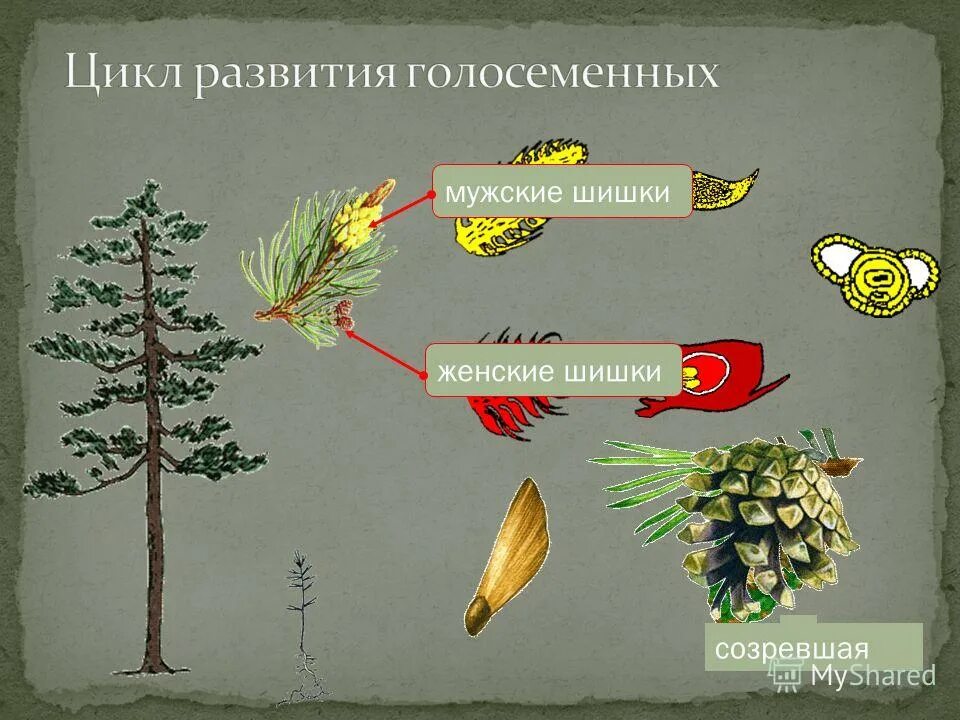 Женские и мужские шишки голосеменных. Мужские и женские шишки голосеменных растений. Цикл развития голосеменных. Голосеменные сорта тыквы. Околоплодник у голосеменных