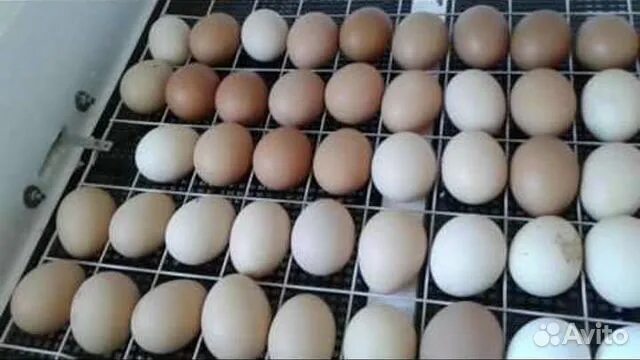 Купить яйца кур несушек для инкубатора. Инкубатор 104 гусиные яйца. Закладка куриных яиц в инкубатор Несушка. Инкубатор "птичка 100ц". Инкубатор гусиные яйца Золушка.