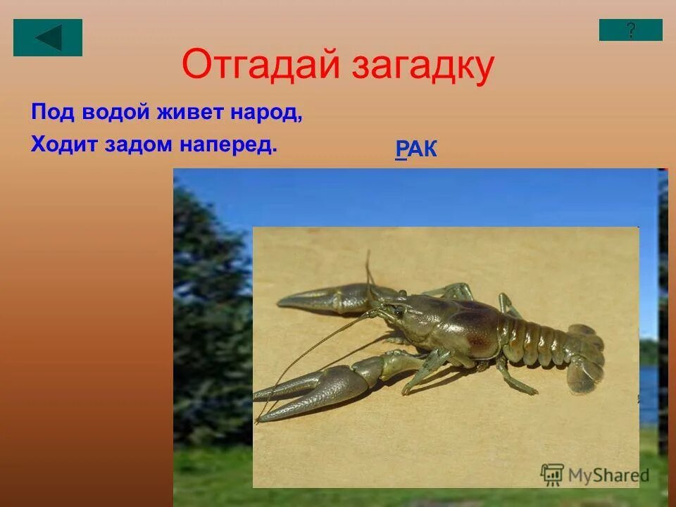 задом наперед. членистоногие ходит задом наперед. жители в воде с клешнями. загадка под водой живет народ ходит задом наперед. органы движения ракообразных.