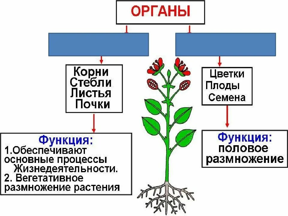 Изучение строения вегетативных и генеративных