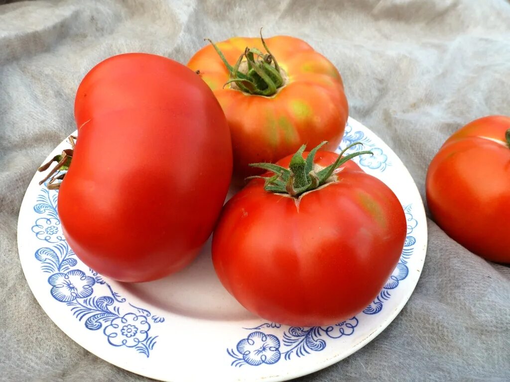 Томат голубая ель. Томат голубая ель. Томат сорт серебристая ель. Томат голубая ель. Помидоры сорт голубая ель.