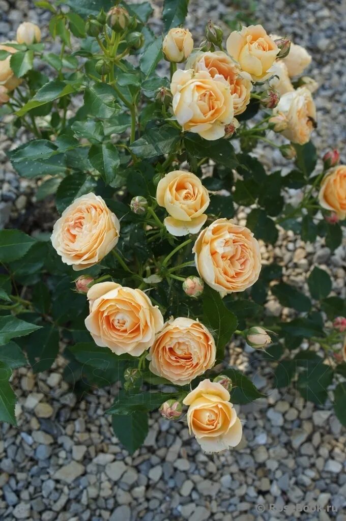 Галерея - Crown Princess Margareta ® (AUSwinter) - Энциклопедия роз