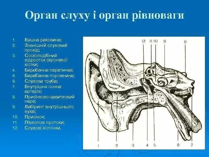 Орган рівноваги. Кроссворд орган слуха с ответами. Орган слуха кроссворд с ответами слух косточка. Кроссворд орган слуха