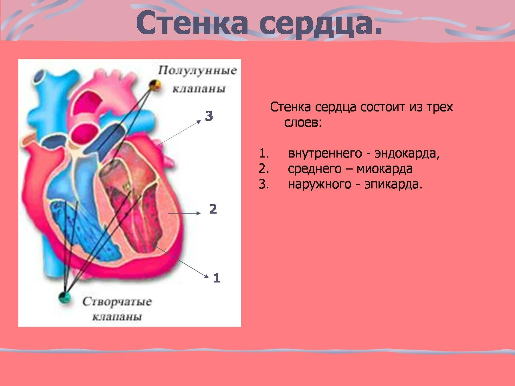 Какую функцию выполняет полулунный клапан. Полулунные клапаны сердца. Клапаны сердца створчатые и полулунные. Полулунные клапаны сердца расположены. Створчатые клапаны сердца.