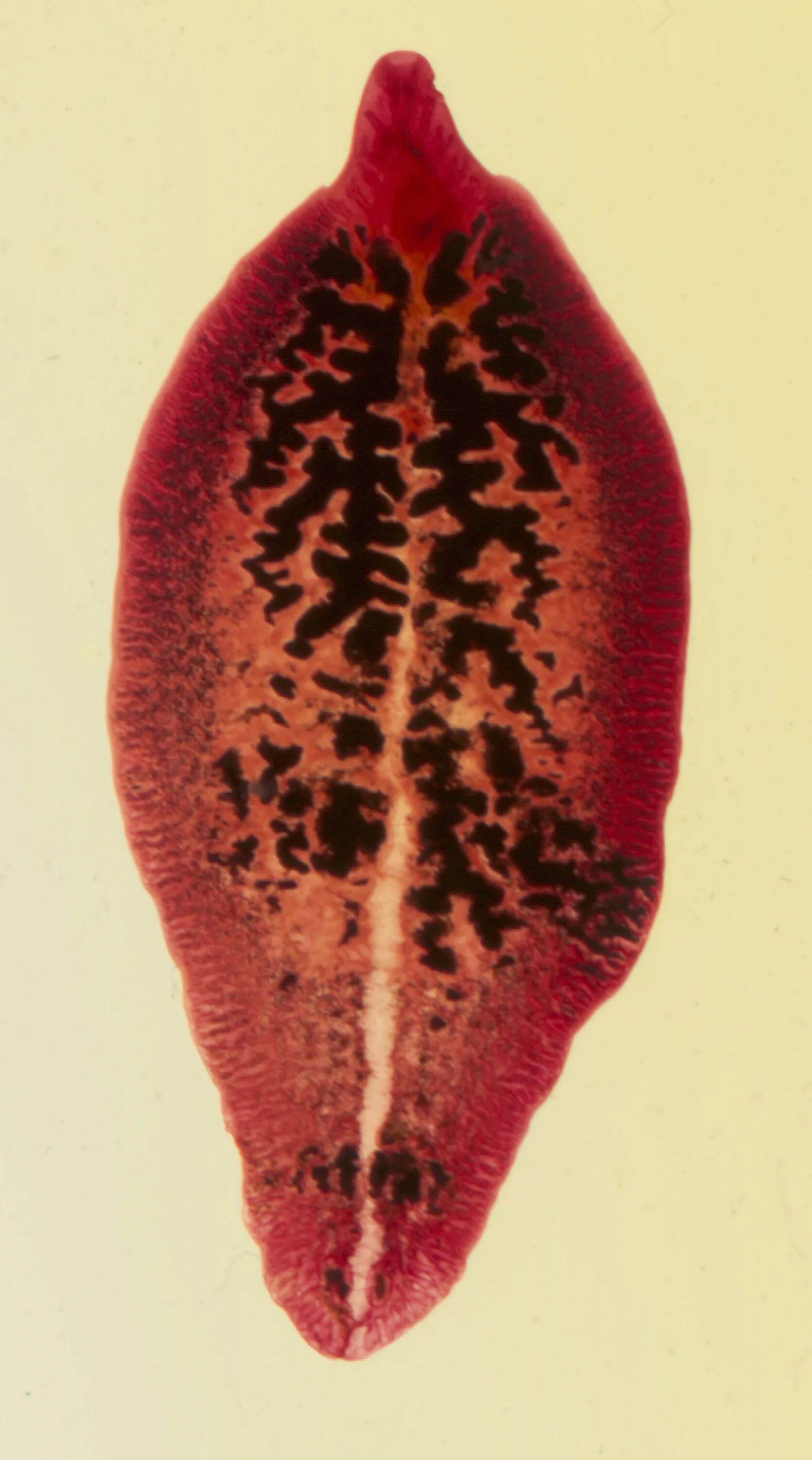 Fasciola hepatica препарат. Фасциола гепатика паразит. Fasciola hepatica строение. Фасциола печеночная заболевание. Фасциолез животных