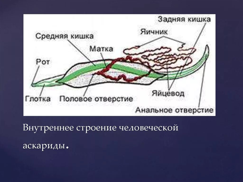 Тип круглые черви пищеварительная. Строение круглого червя аскариды. Круглые черви строение нервной системы. Пищеварительная система аскариды человеческой. Внутреннее строение круглых червей аскарида.