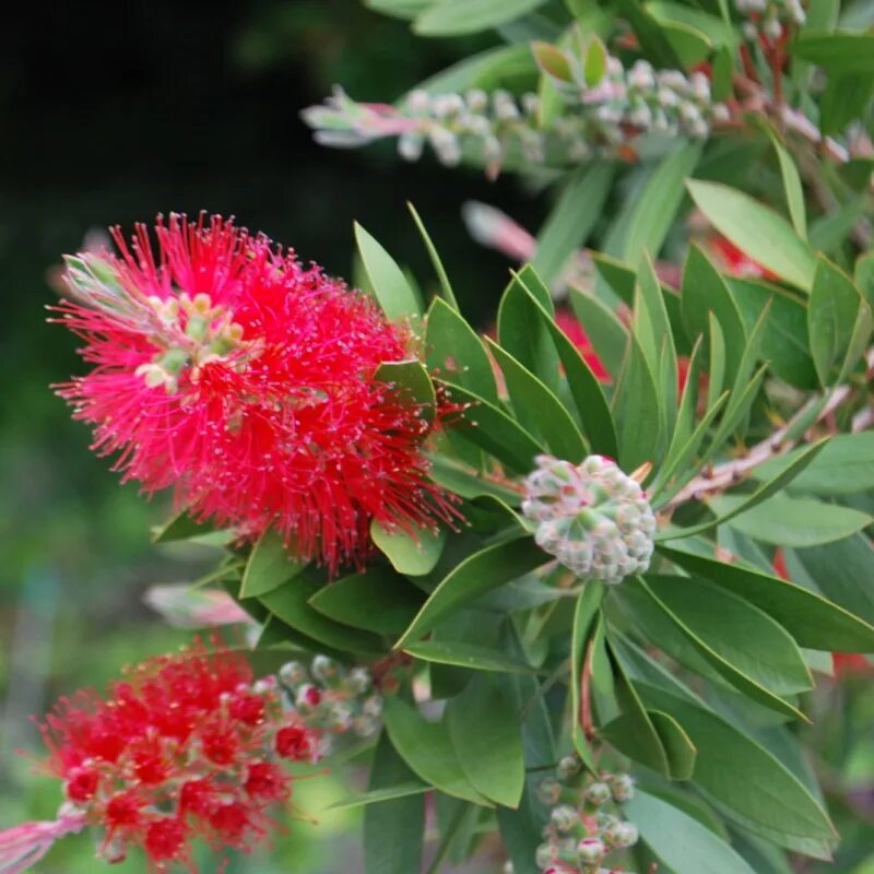 Callistemon citrinus. Каллистемон кустарник. Растение каллистемон. Каллистемон лимонный красивотычиночник. Каллистемон (мирт лимонный).