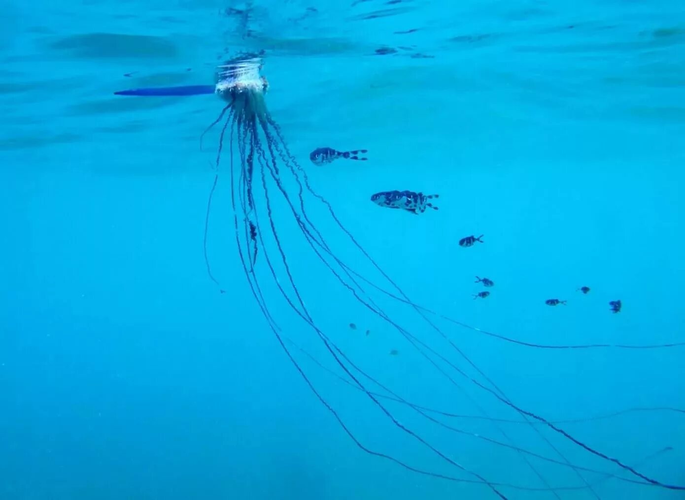 Вода на глубине 50 метров. Вода на глубине 50 метров. Море под водой. Глубина 50 метров. Португальский военный кораблик – физалия.