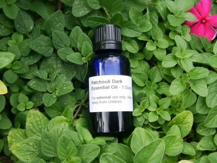 Пачули что за запах. Pogostemon patchouli. доттера пачули. аромамасла пачули. куст пачули.