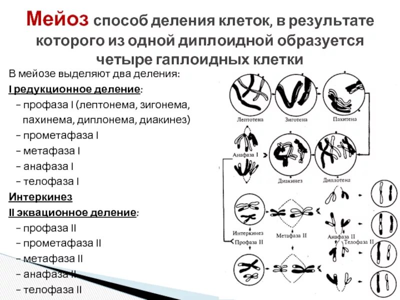 Пахинема диплонема диакинез. Мейоз лептотена зиготена пахитена диплотена диакинез таблица. Лептонема профазы 1. Лептонема зигонема. Какие признаки характеризуют мейоз выберите