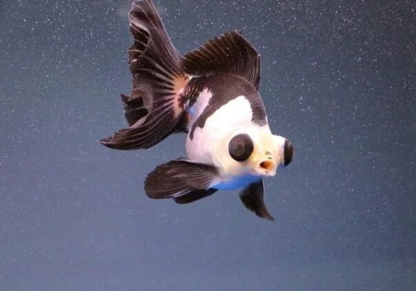 Панда рыбка аквариумная фото Pin on Fishies & Sea Life Goldfish, Aquarium fish, Goldfish pond